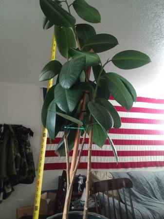 Rubber Tree 1