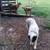 Puppy's 3 thumbnail