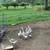 geese 2 thumbnail