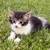 Kittens ragdool mix 4 thumbnail