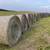 Second cutting grass hay Second cutting grass hay 1 thumbnail