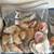 Assorted Seashell Collection 1 thumbnail