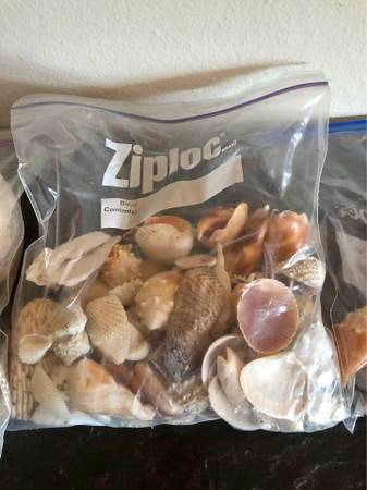 Assorted Seashell Collection 1