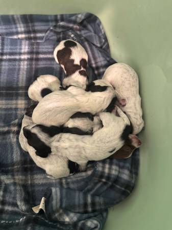 Mini dachshund puppies - pets - craigslist
