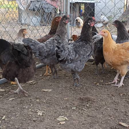 Young hens 1