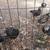 Dark cornish chicks 6 thumbnail
