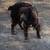 Spaniel mix - Dog 2 thumbnail