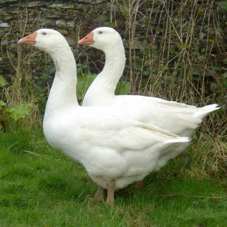 Embden geese 1