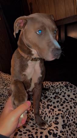 Pittbull needs rehomed. 1