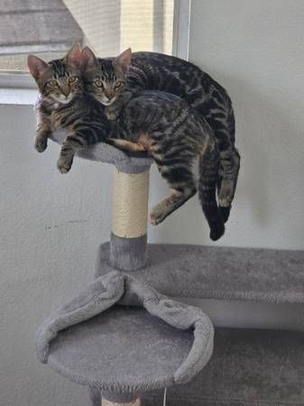 2 bonded grey tabby kittens (Chula Vista)