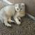 Scottish fold 3 thumbnail
