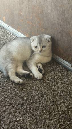 Scottish fold (Hayward)576362643865610242