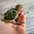 Love Birds 16 thumbnail