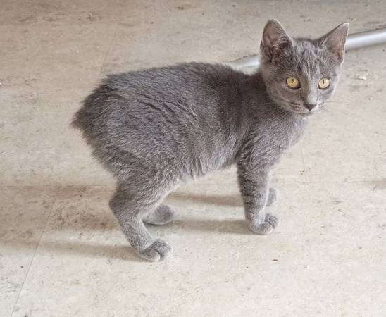 Kitten Manx de cola corta disponible (Linesville)