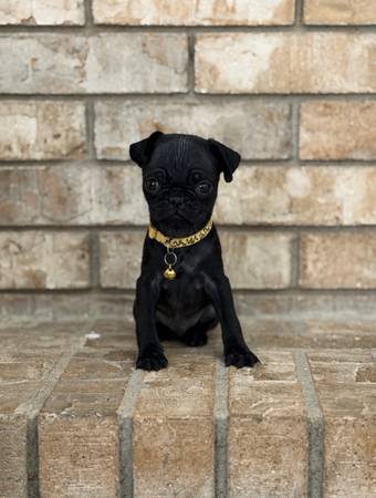 Black pug 1