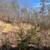 22.4 wooded acres with a cleared building site-Owner Financing Availa 2 thumbnail