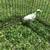 Turkeys chicks 2 thumbnail
