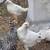 Chickens 2 thumbnail