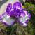 Beautiful Purple Bearded Iris Rhizome / Bulb 1 thumbnail