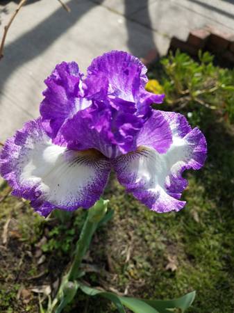 Beautiful Purple Bearded Iris Rhizome / Bulb 1
