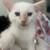 7 week old kittens Siamese 6 thumbnail