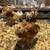 Chicks 2 thumbnail