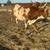 3 big steer cattle 2 thumbnail