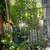 Chinese Pistache tree 2 thumbnail