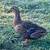 Rouen Ducks 2 thumbnail