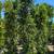 Ficus 3 thumbnail
