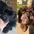 American Cocker Spaniel 15 thumbnail