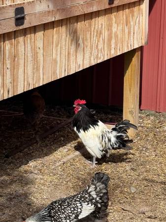Free roosters 1