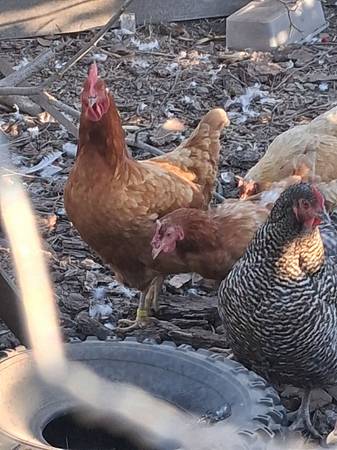 Laying hens 1