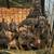 Cane Corso Puppies 2 thumbnail