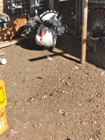 Turkey 1