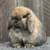 Holland Lop Baby Rabbits 5 thumbnail