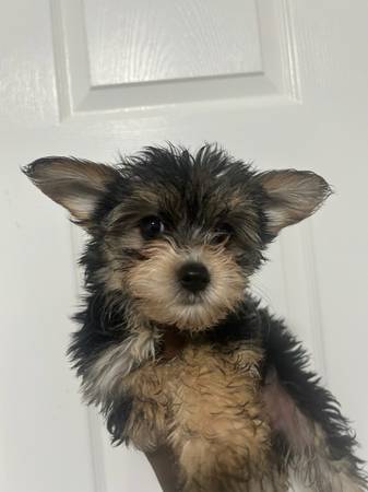 Morkies 1