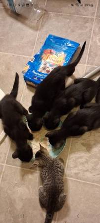 Kittens 1