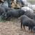 MEISHAN Piglets 1 thumbnail