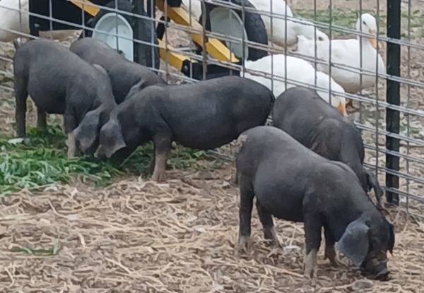 MEISHAN Piglets 1