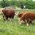Mini Cattle Mini Donkeys Mini Horses 20 thumbnail