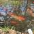 Koi fish 6 thumbnail