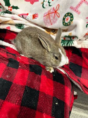 Christmas baby bunnies 🎁🎄 1