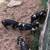 Kune Piglets 6 thumbnail
