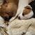 Free puppy's  to good home 1 thumbnail