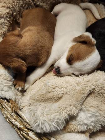 Free puppy's  to good home 1