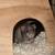 FREE RATS 1 thumbnail