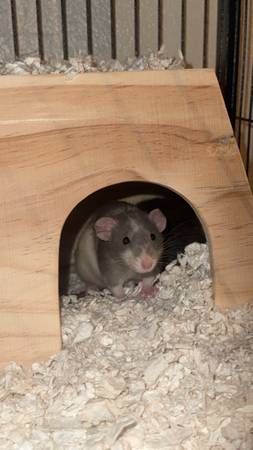 FREE RATS 1