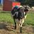 Registered BWP cow & heifer pair & exposed back 1 thumbnail