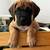 Looking for person with midwife birthing skills, for dogs 9 thumbnail